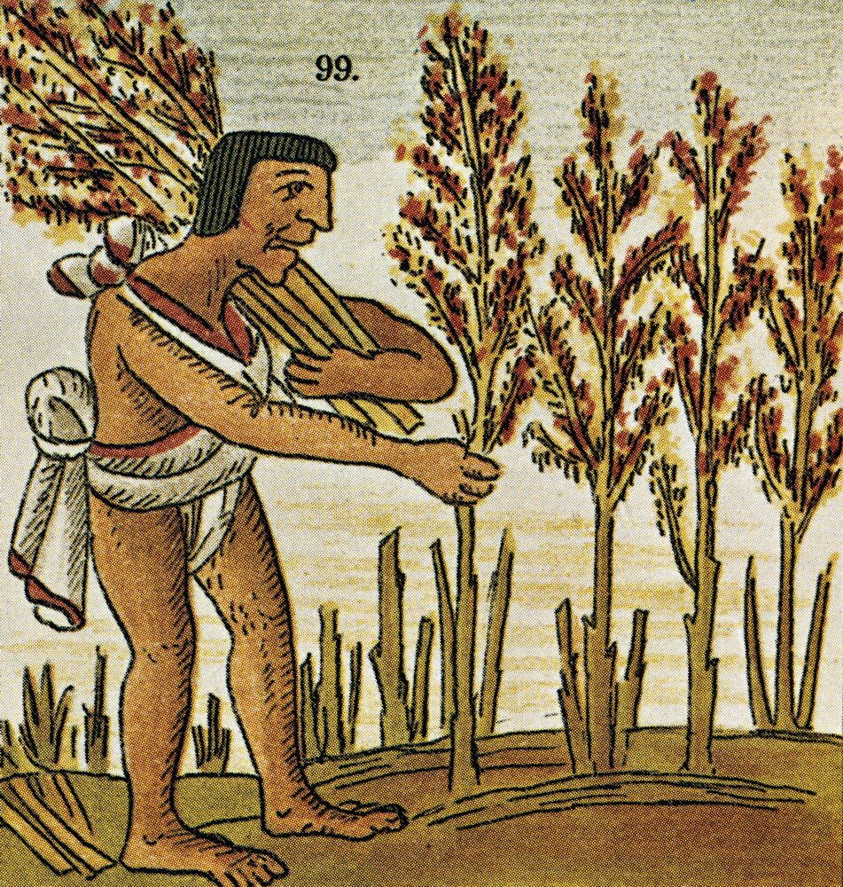 Harvesting Amaranth